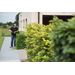 POWXG2016 TAILLE-HAIE 26CC 600MM 8